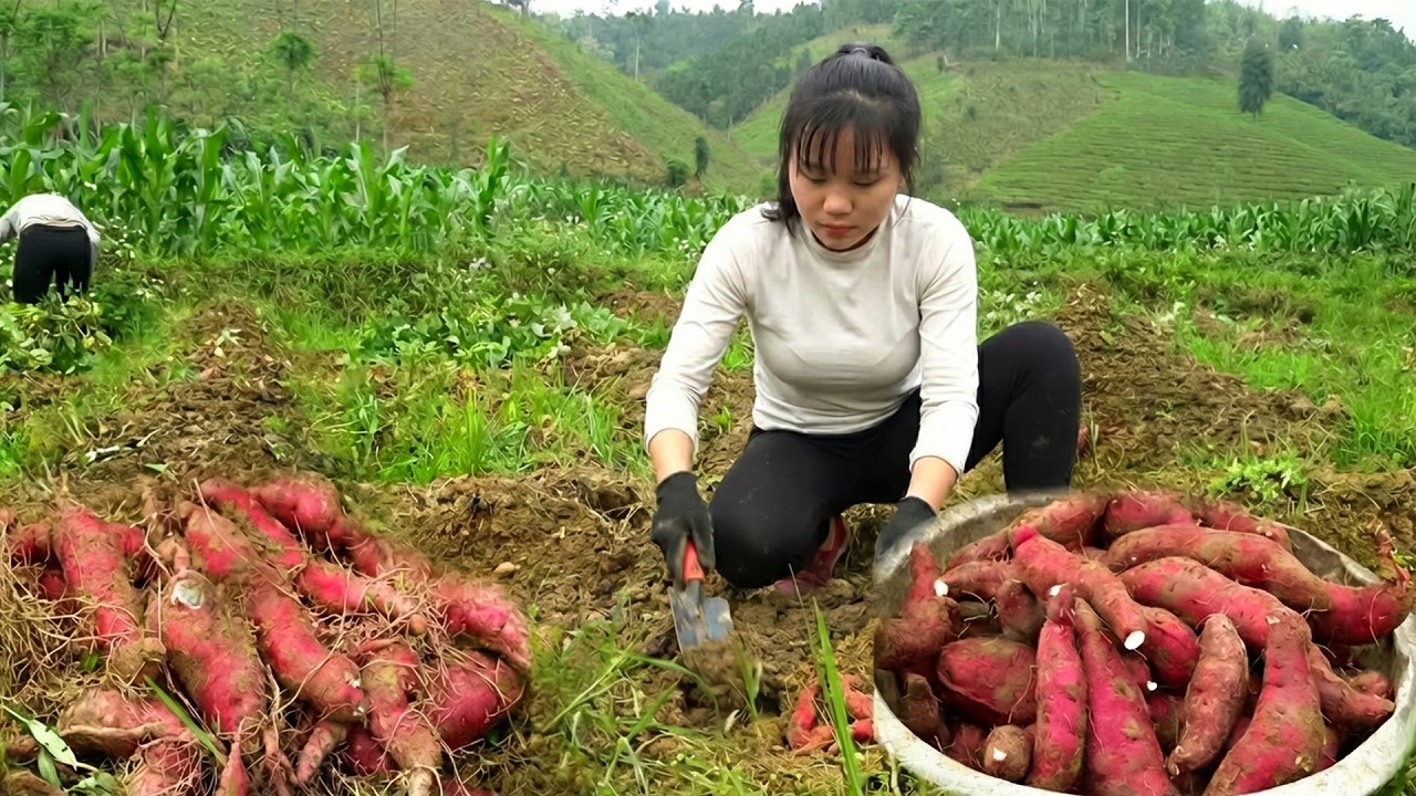 Harvesting 999+ Giant Sweet Potato, Cabbage, Banana & Go to Market Sell | LIFE ON THE FARM