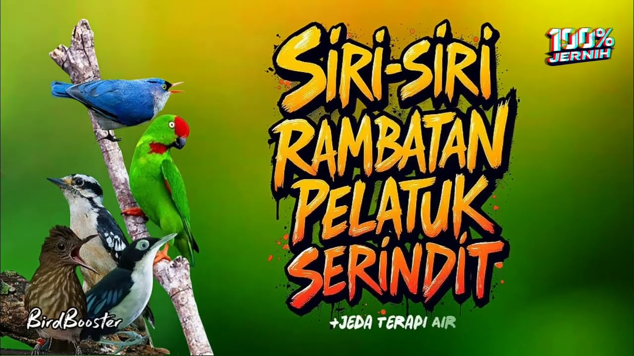 MASTERAN BURCIL NEMBAK TAJAM!! SATU JALUR + JEDA TERAPI AIR
