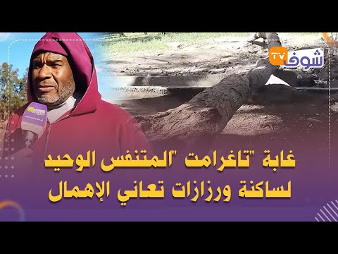 غابة تاغرامت المتنفس الوحيد لساكنة ورزازات تعاني الإهمال حشومة غابة بحال هاذي تكون عامرة بالزبل