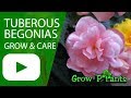 Tuberous begonias - grow & care (Also as Houseplant)