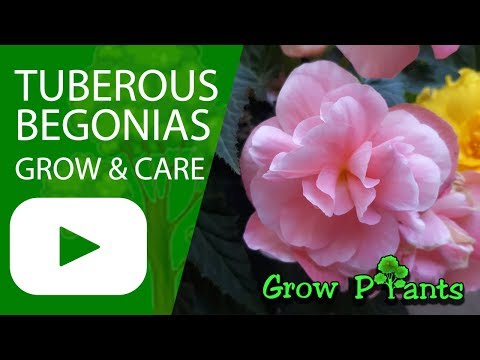 Video: Pagpapakain ng Tuberous Begonia: Matuto Tungkol sa Pagpapataba sa Mga Bulaklak ng Tuberous Begonia