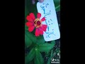 Tik tok sholawat ya habibal qolby versi kaligrafi hiasan arab Tik tok sholawat ya habibal qolby versi kaligrafi hiasan arab