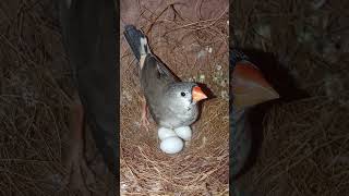 Mutation finch breeder pair laying down eggs