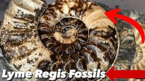 POLISHING AMMONITE FOSSILS (FROM THE GREEN AMMONITE BEDS.)