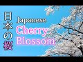 日本の桜 02 ミスにより再アップ - Sakura , Bird Chirping, Wind Sounds , Gunma , Japan