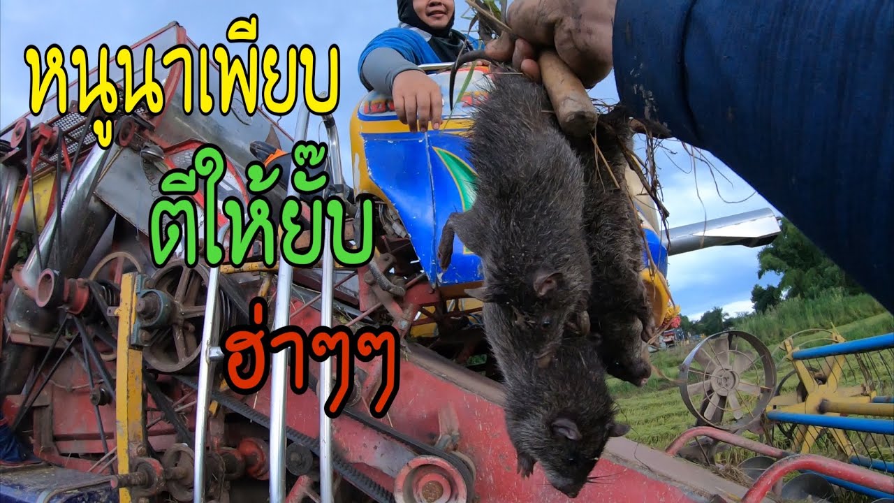 มาเกี่ยวนาแปลงนี้คุ้มเลยได้หนูนาไปแกงคั่วสบายชิวๆ วิ่งไล่จนหอบเลย