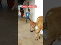 Meri Gaiya Aati Hai Mujhko Doodh Pilati H Cow Merigaiyaaatihai Merigaiya Cowvideos Cows Gaumaa