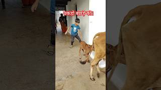 Download Lagu Mijn koe komt en geeft mij melk #koe #merigaiyakomt #merigaiya #koevideo's #koeien #koeien MP3