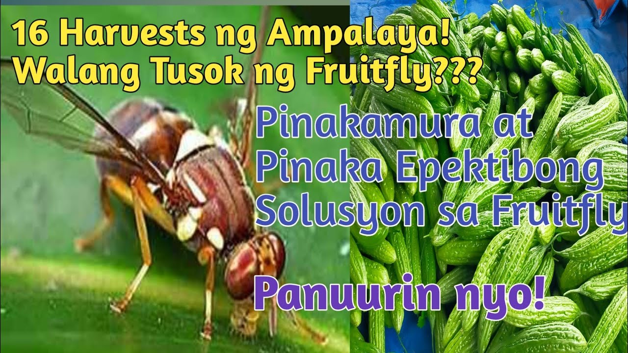 Wow! 16 HARVESTS NG AMPALAYA? WALANG TUSOK NG FRUITFLY KAHIT ISA?