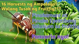 Wow! 16 HARVESTS NG AMPALAYA? WALANG TUSOK NG FRUITFLY KAHIT ISA?