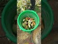 China's Secret Chicken Feed To Grow Fast! 🐓 😳 #shortsvideo