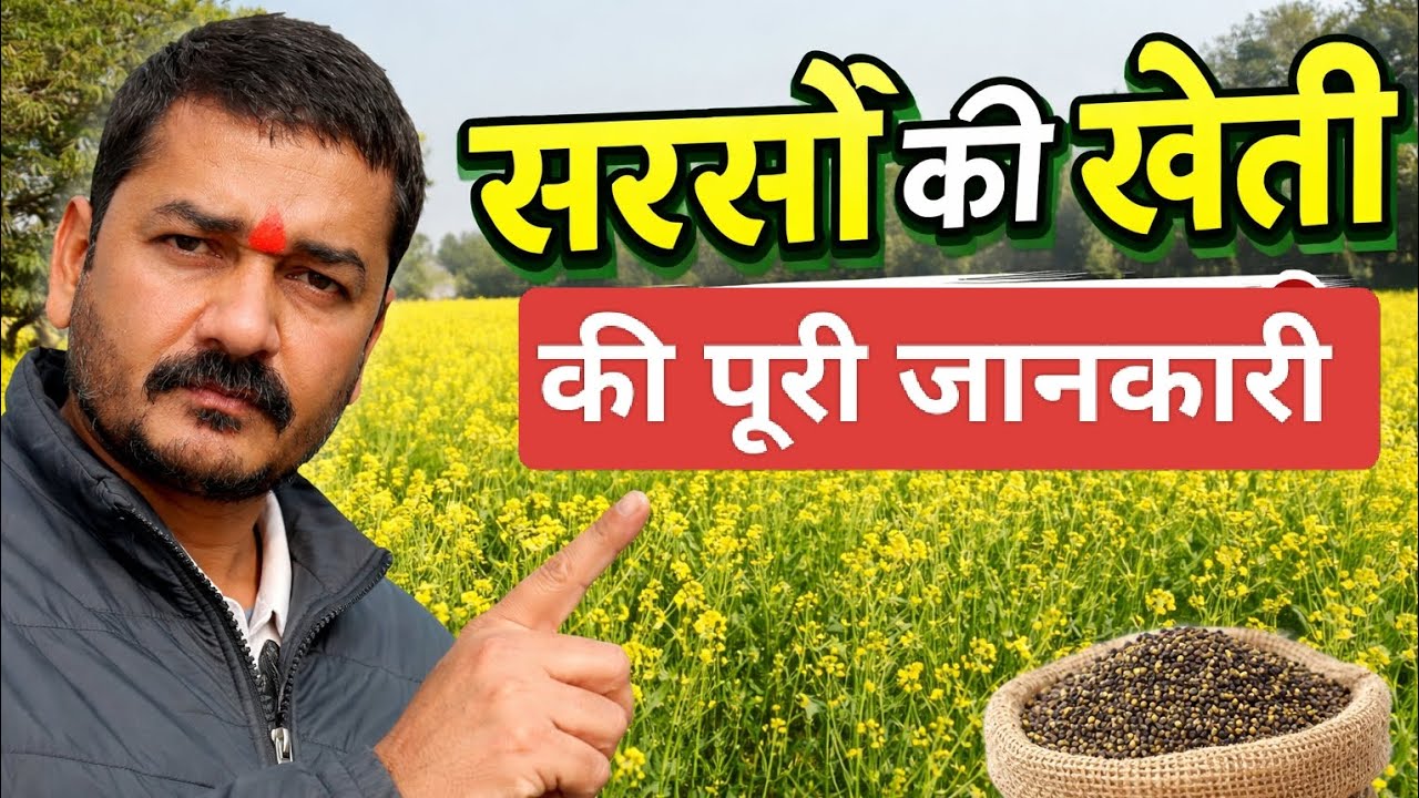 सरसों की खेती कैसे करें? | कम लागत में ज्यादा मुनाफा | Mustard Farming in Hindi