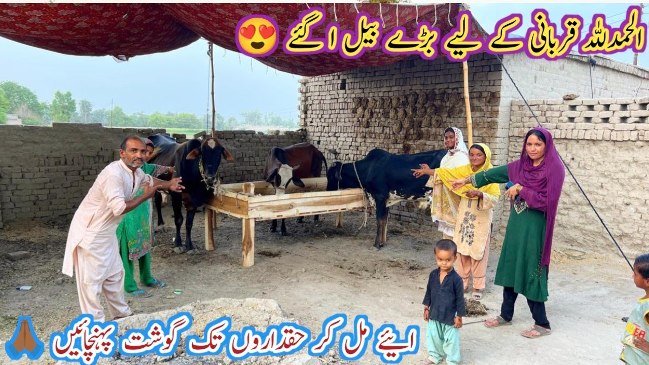 Qurbani Kay بیل A Gaye 😍 Sukar Allah Pak Ka  🙏🏾Ao Madad Kary