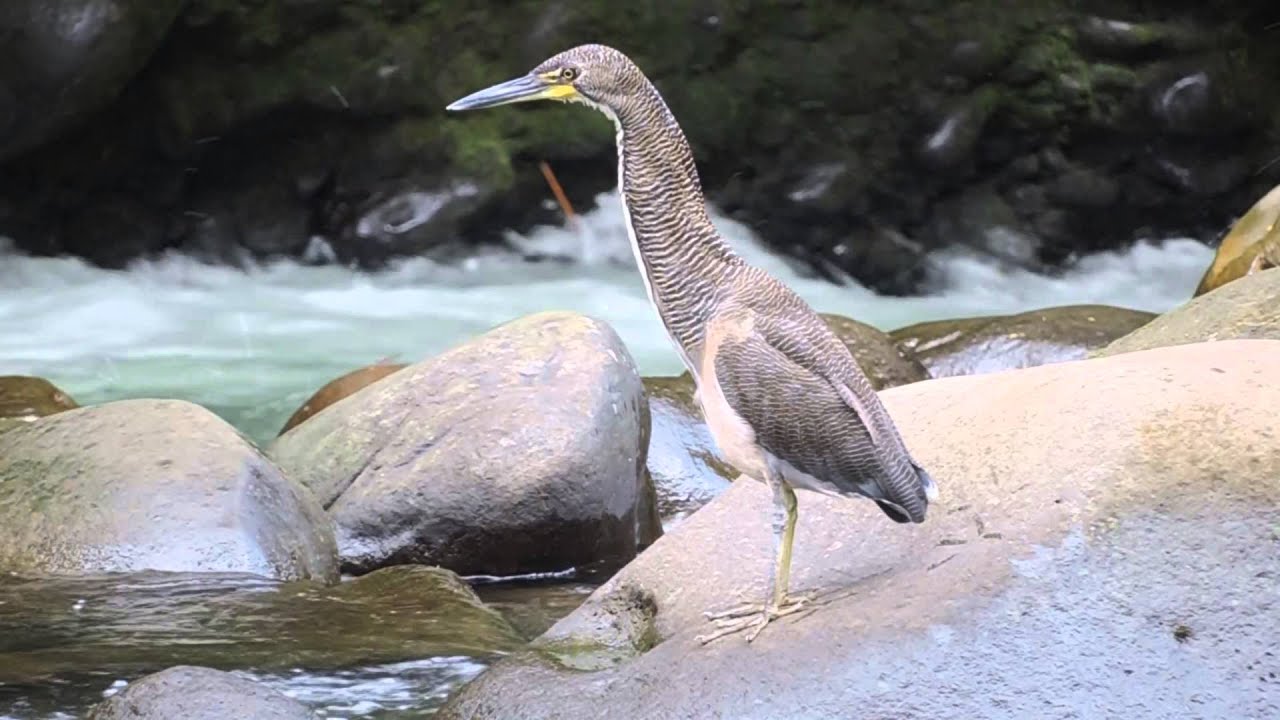 Fasciated Tiger-heron  (Tigrisoma fasciatum)