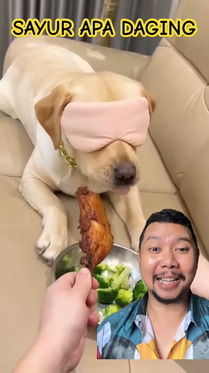 SAYUR RASA DAGING AYAM PRANK!!?? #dog #funny #pets #funnydogs #cute