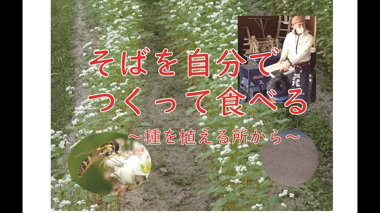 そばを自分でつくる～種を植える所から～