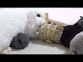隙を見てこっそりミルクを飲む赤ちゃん【ホーランドロップ】