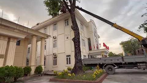 Cắt tỉa cây xà cừ chống bão#caxadovietnam