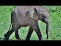 Elephant Herd and Camera Traps - Safari Serengeti