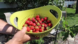 Two of my Favorite Strawberry Varieties w/ Tasting