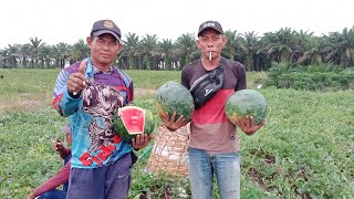 PANEN SEMANGKA SUPER SATU HEKTAR KURANG TEMBUS 18 TON