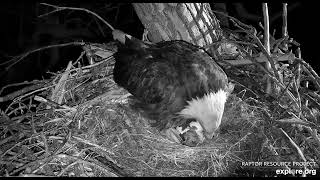 Decorah Hatchery Eagles 4 00AM Welcome to the world DH1 04 05 2023