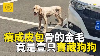 被主人抛棄的金毛犬流浪街頭瘦成皮包骨帶回家後感覺檢到寶這真的是壹只寶藏狗狗