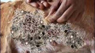 Removing Monster Mango Worms From Helpless Dog Animal Rescue Video