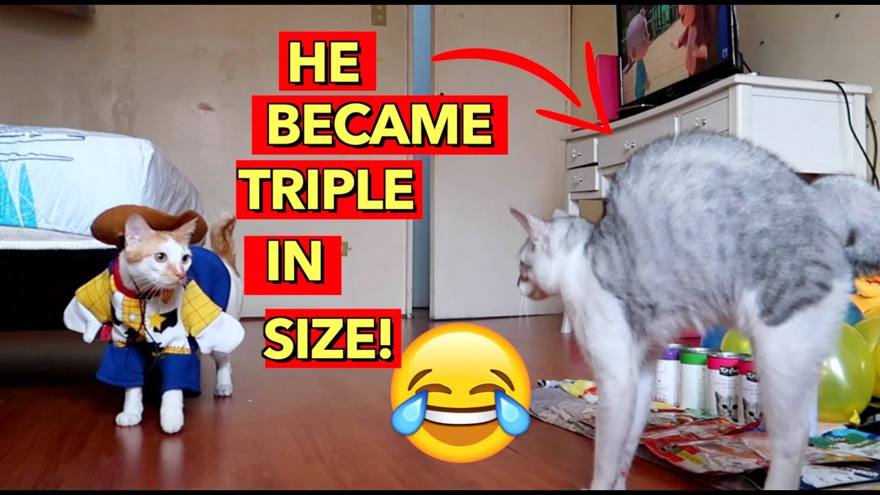 funny cat vines compilation Kitten got SCARED of Brother's COWBOY Costume! 😂Birthday Pawty 🎂