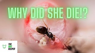 My Queen Ant Died - 6 Tips To Keep Your Queen Ant Alive!