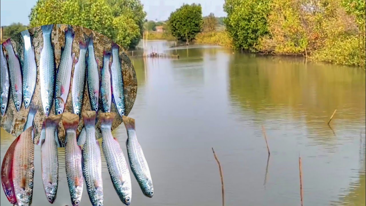 Ikan belanak pada nyerang umpan#mancing