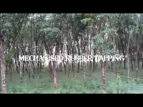 Rubber Tapping Machine.mp4