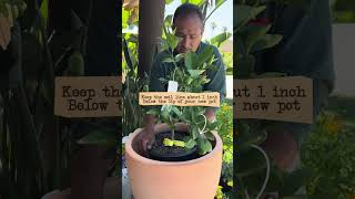 The Secret To Healthy Citrus In Containers Revealed