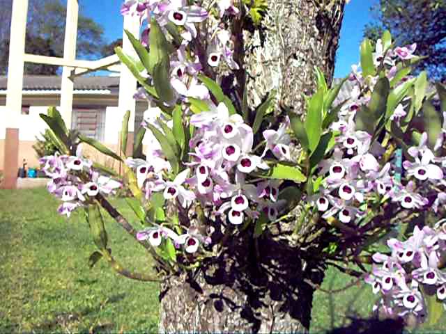 orquídea e sol.MOV - thptnganamst.edu.vn