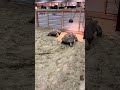 Tortoise Rescue. Did you know a tortoise can feel when you rub their shell?