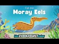 Exploring the World of Moray Eels