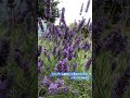フランス＆イギリス　「癒しのラベンダー」☺️ 🇫🇷🇬🇧 夏の風物詩