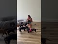 Living room Chaos with the Doxie Squad #dachshund #barkbox #doxiesquad #puppy #doxiedad