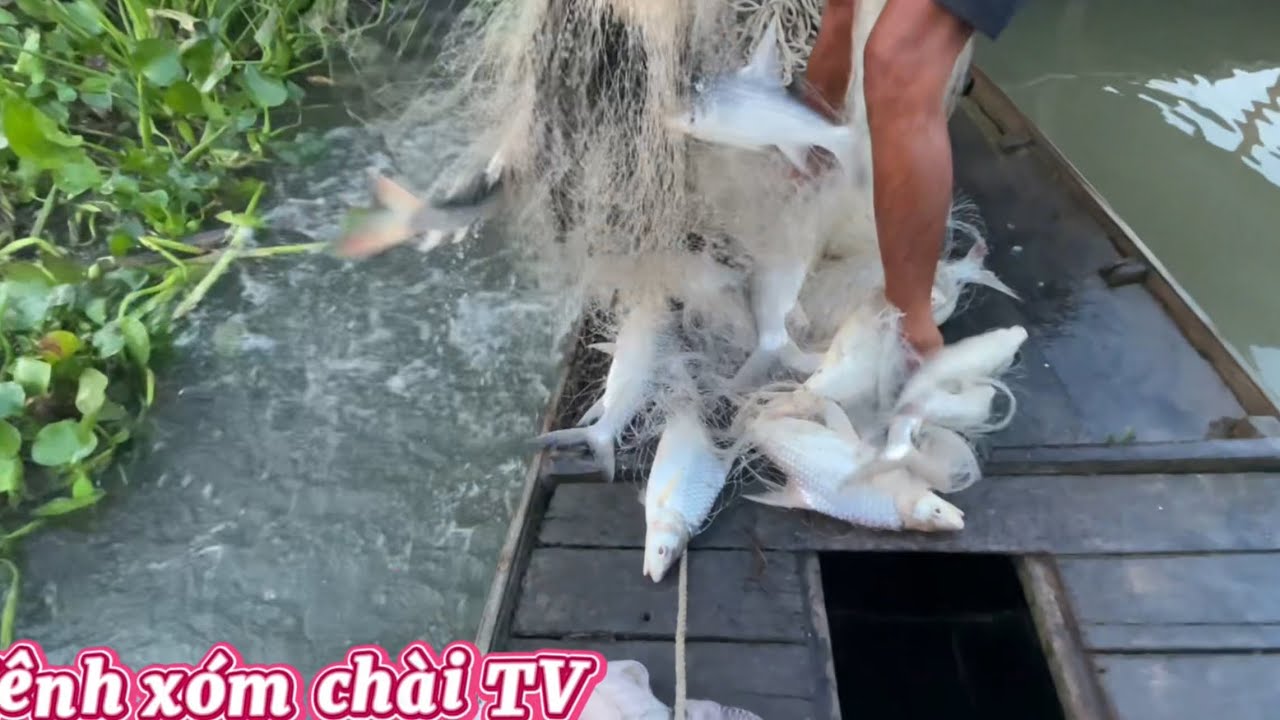 Ngay Ỗ Nữa Cả Nhà Mình Ơi Quá Chời Cá#fishing #mientay #xomchaitv 