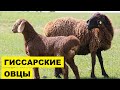 Разведение Гиссарских овец как бизнес идея | Овцеводство | Гиссарские овцы и бараны