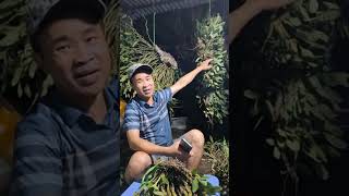 Cảnh nổi bật từ buổi phát trực tiếp
