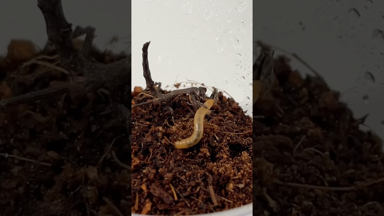 Popa spurca mantis eats a worm #mantis #hunter #worm #eating #food #terraria #insects #nature #pets