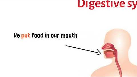 English Connect  Primary four 1st term Unit 1: I feel good Lesson 2: Digestive System