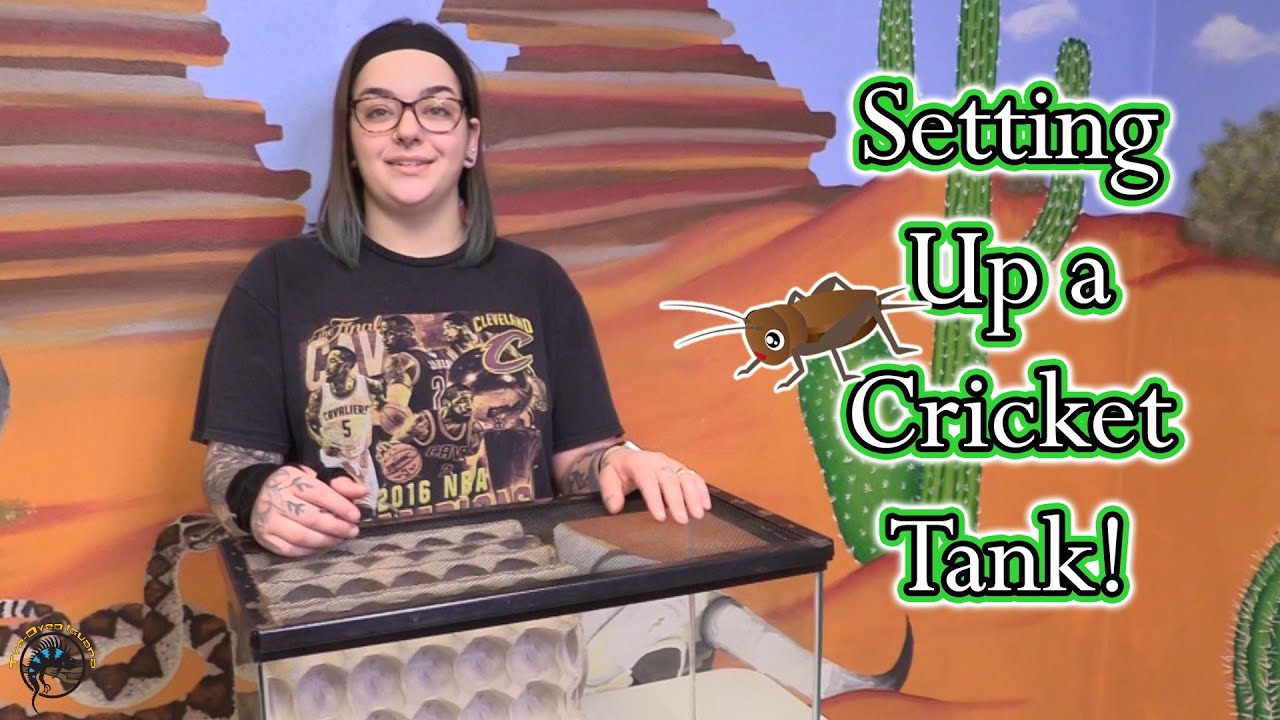 How to Set up a 10 Gallon Tank for 1,000 Crickets! 🦗 YouTube