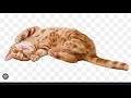 how to spot a real png and webp