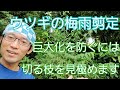 【ウツギ(卯の花)の剪定】巨大化を予防するためには、切る枝を見極めることが大切☝️👀