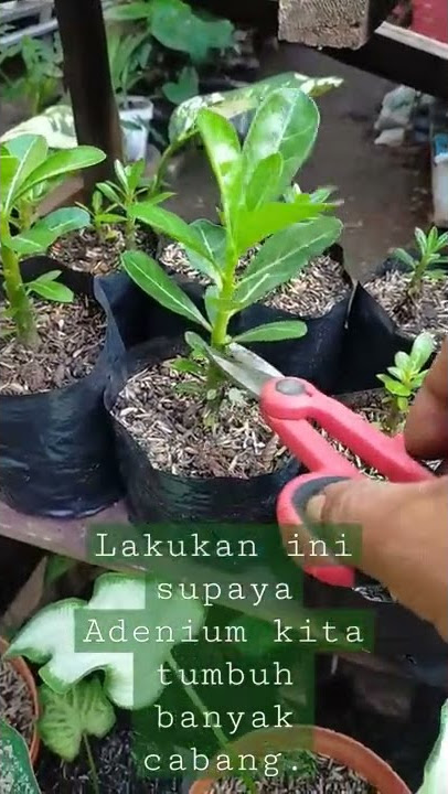 lakukan pemangkasan supaya tumbuh banyak cabang pada Adenium.. #pecintatanamanhias #adenium
