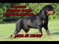 Diferencia entre el Rottweiler Aleman y el Americano | JuanesRFC_DogsTV