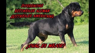 Difference between the German and American Rottweiler | JuanesRFC_DogsTV by JuanesRFC 489,839 views 6 years ago 2 minutes, 55 seconds