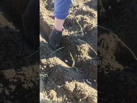 Как я сажу